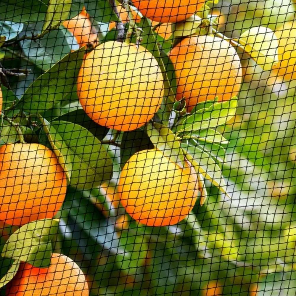 Knitted bird netting drawn over a fruiting tree