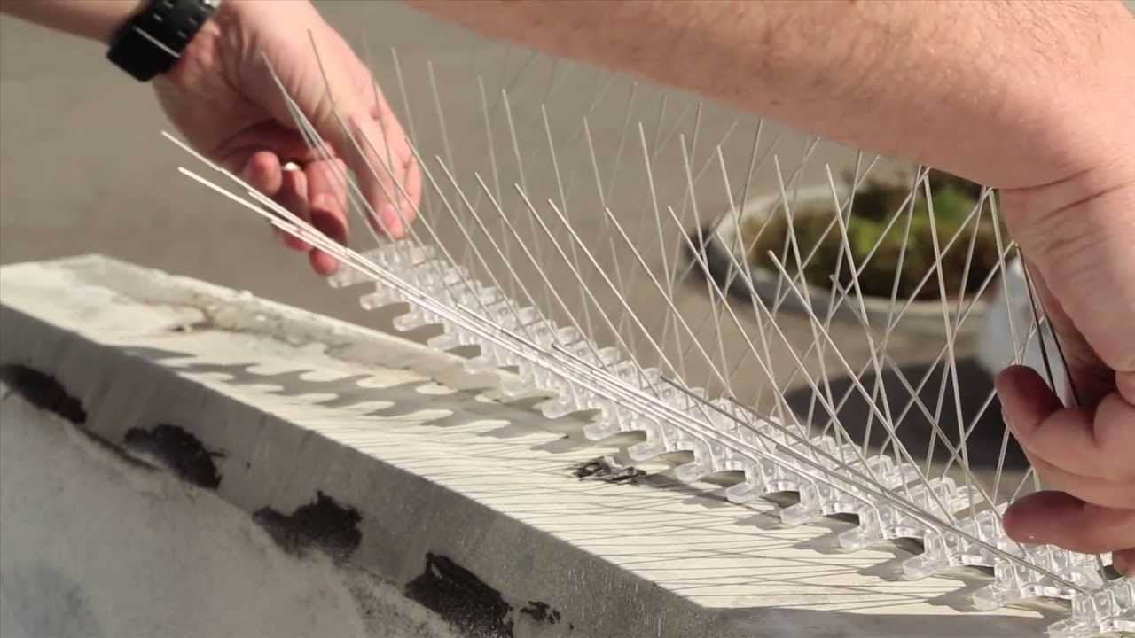 Raccoon Spikes: image 7