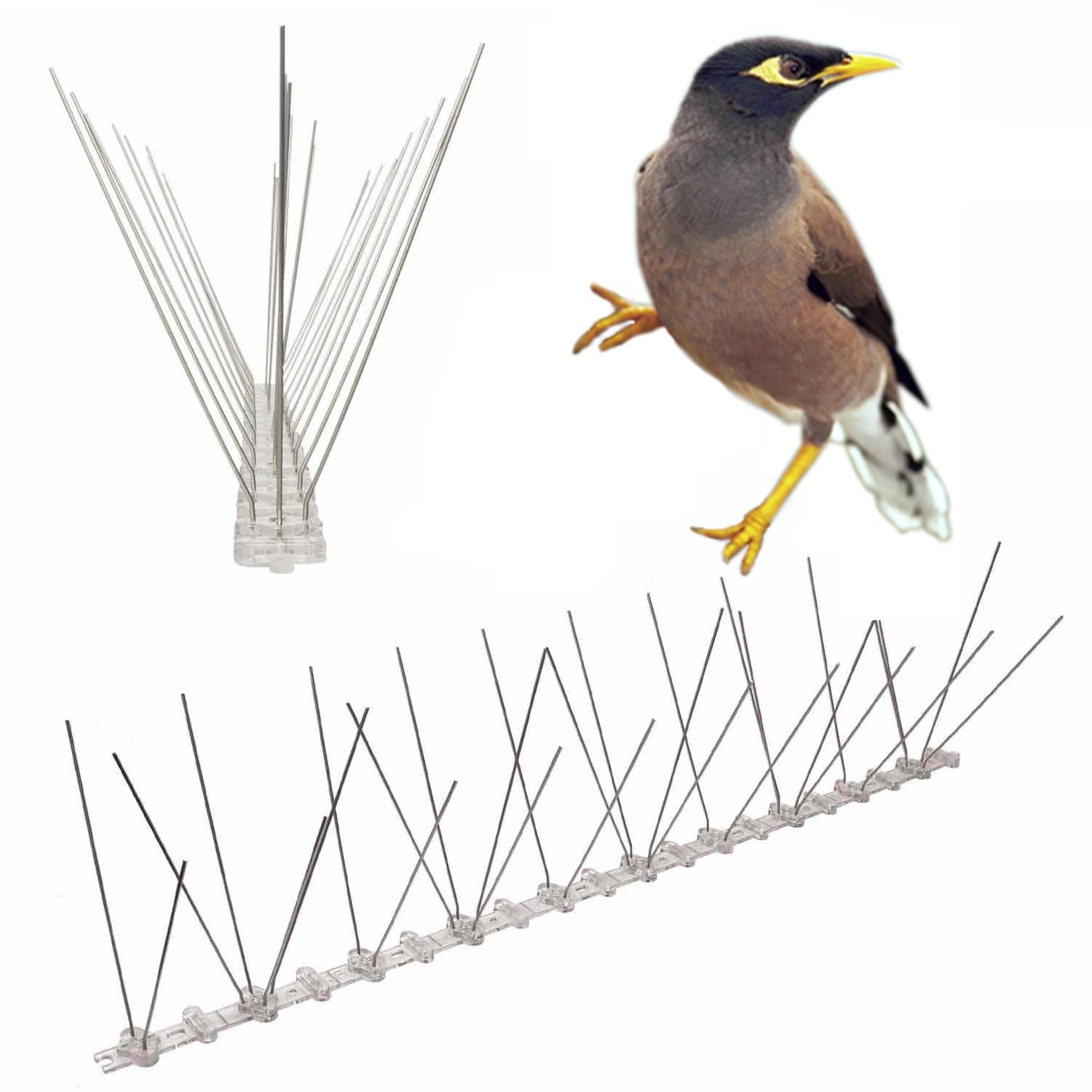 Indian Myna Spikes