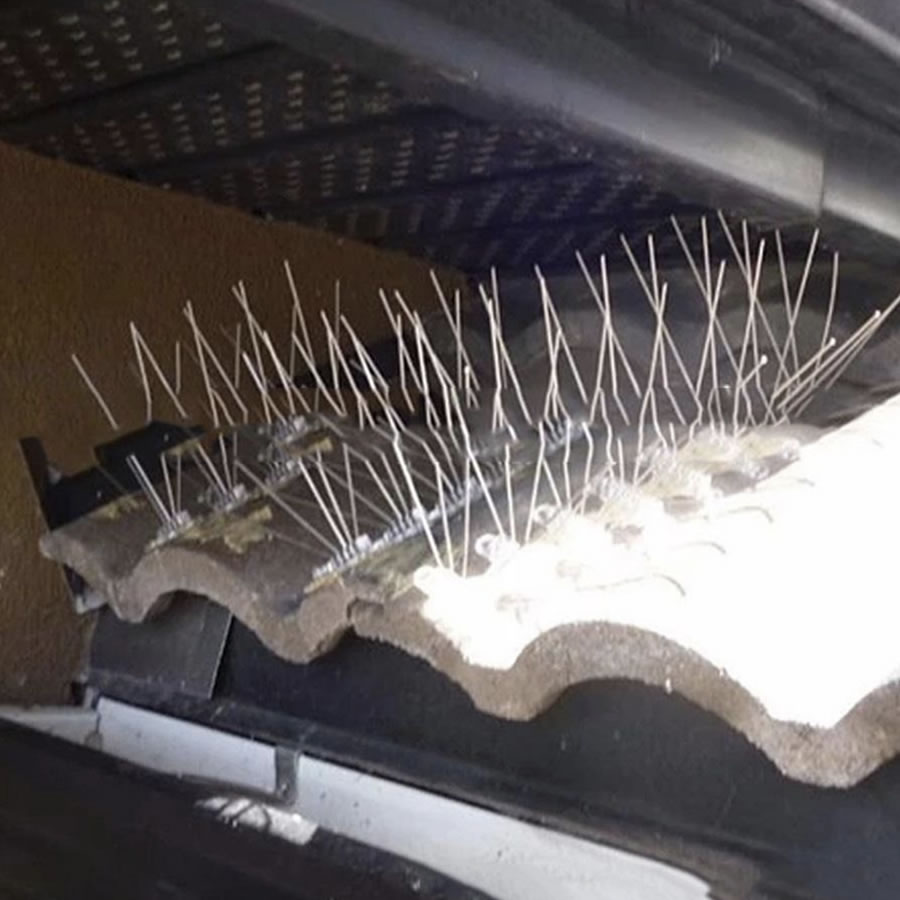 Pigeon Spikes: image 3