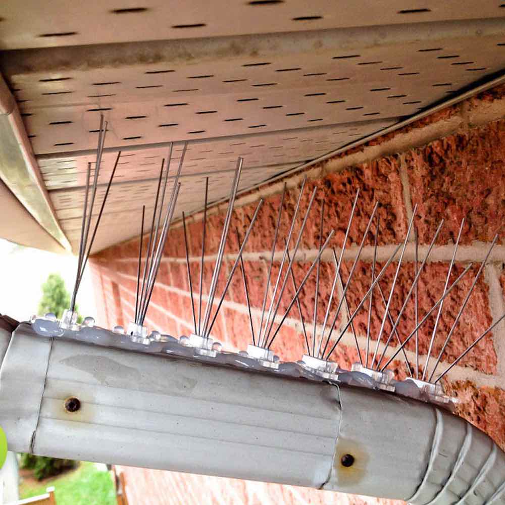 Wren Spikes: image 2