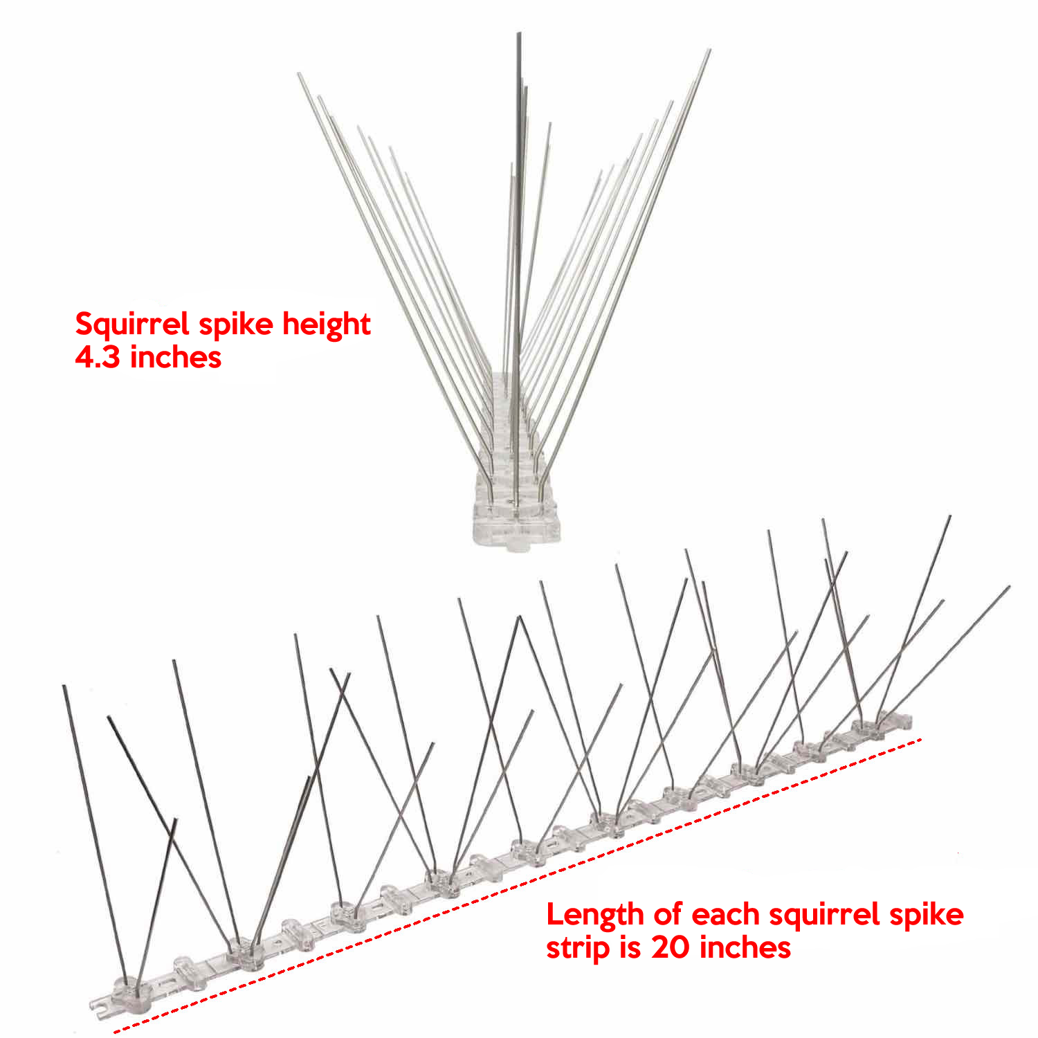 Squirrel Spikes: image 2